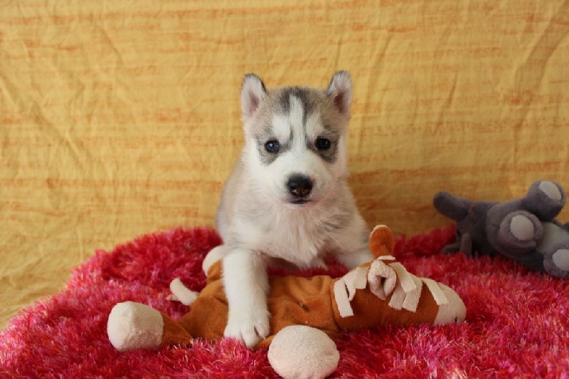 Koira Valkea des Lumi - Siberian Husky - Portée née le 24/10/2015